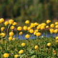 Kotipihan kulleroita