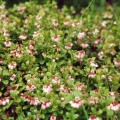 Puolukankukkia