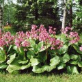 Vuorenkilpi