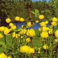 Kullerot, postikortti