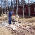 Kurkea veistämässä
